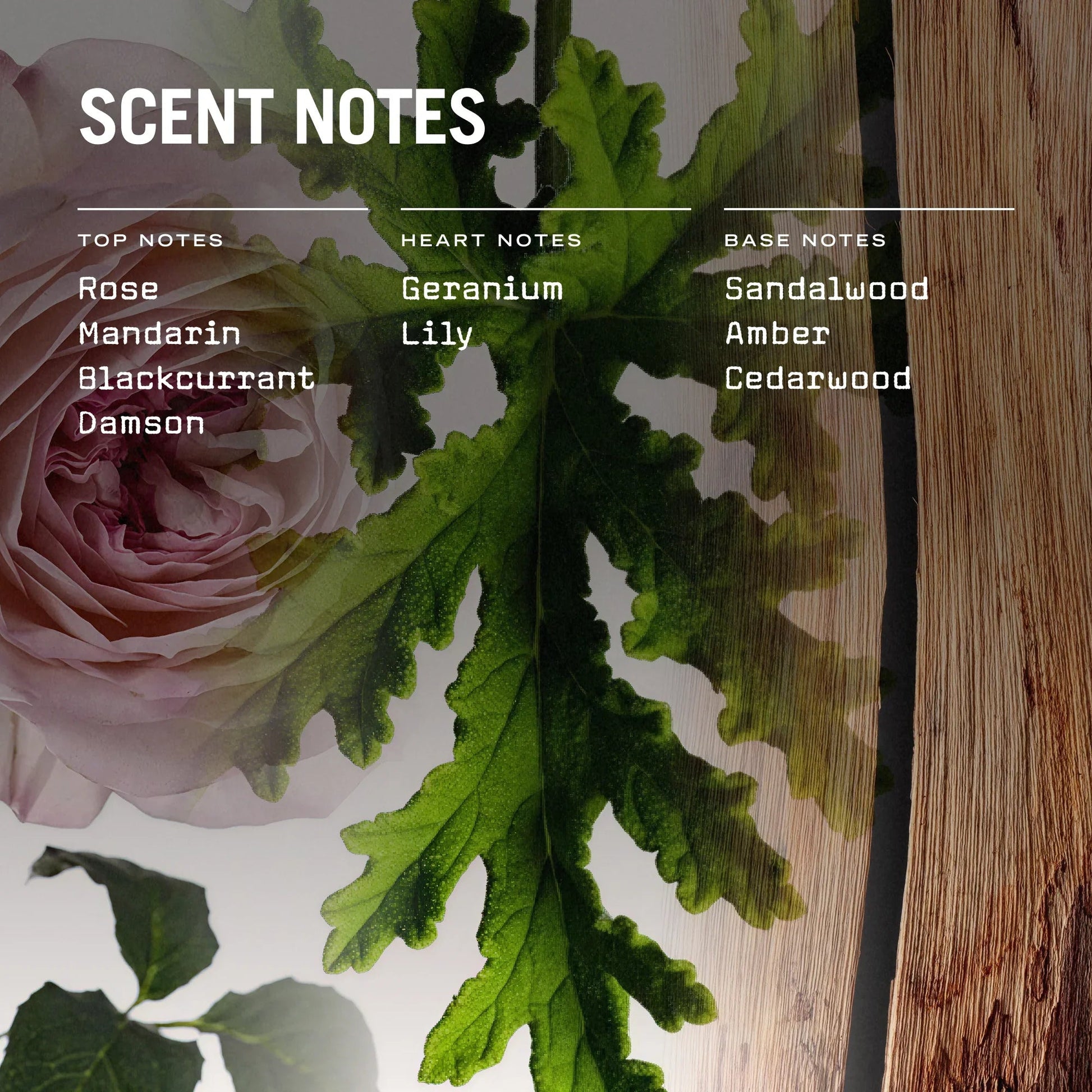 Medina Rose Scented Candle Refill - Coal Harbour